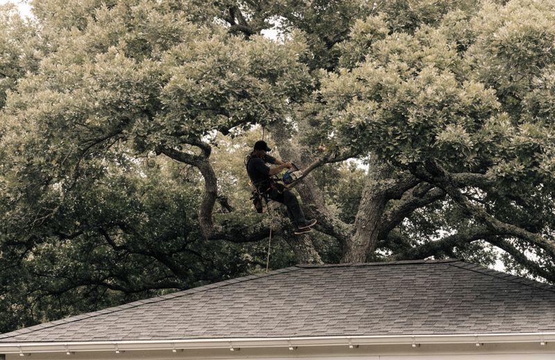 Tree trimming in Pooler, GA clearing live oak limbs off a roofline
